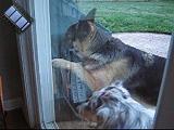 2005-06-14.dog_doorbell.video.320x240-2.7meg.livonia.mi.us.avi