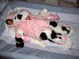 2006-02-06.humor.baby_cow_outfit.2.livonia.mi.us.jpg
