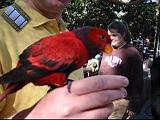 2004-12-27.aviary.kevin-snyder.busch_gardens.video.320x240-6.3meg.tampa.fl.us.avi
