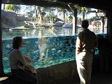 2004-12-27.fish.hippo.1.busch_gardens.tampa.fl.us.jpg