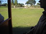 2004-12-27.safari_area.zebra.1.busch_gardens.tampa.fl.us.jpg