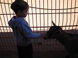 2006-10-24.petting_zoo.matthew.1.animal_kingdom.orlando.fl.us.jpg