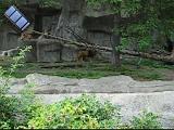 2006-06-02.lions.feeding_time.video.320x240-6.2meg.detroit_zoo.mi.us.avi