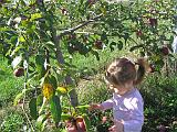 2007-10-09.farm.orchard.apple.21.alex.plymouth.mi.us.jpg