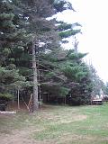 2005-08-21.dead_tree.cutting.down.1b.lumberjack.kevin-snyder.lake_cabin.cook.mn.us.jpg