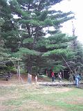 2005-08-21.dead_tree.cutting.down.5b.felled.lake_cabin.cook.mn.us.jpg