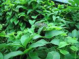 2004-07-11.saithip_butterfly_gardens.3.chon_buri.th.jpg
