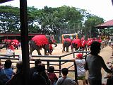 2004-07-10.tropical_gardens.elephant_show.2.nong_nooch.th.jpg