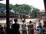 2004-07-10.tropical_gardens.elephant_show.5b.nong_nooch.th.jpg