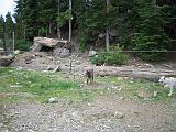 2004-07-14.grouse_mtn.wolves.5.vancouver.ca.jpg