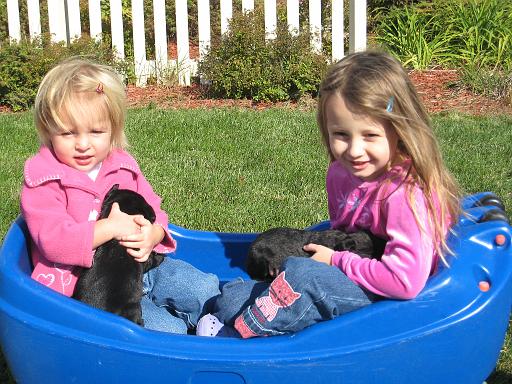 2007-10-12.puppies.4.fav.matti-seren-snyder.livonia.mi.us 