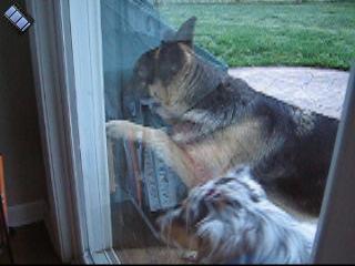 2005-06-14.dog_doorbell.video.320x240-2.7meg.livonia.mi.us 