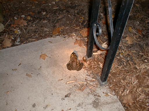 1999-10-17.pond.bullfrog.patio.close_shot.1.redford.mi.us 