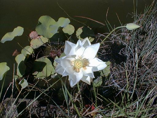 2003-08-00.pond.lotus.3.redford.mi.us 