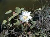 2003-08-00.pond.lotus.1.redford.mi.us