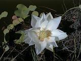 2003-08-00.pond.lotus.2.redford.mi.us.jpg