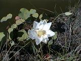 2003-08-00.pond.lotus.3.redford.mi.us.jpg