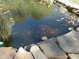 2000-00-00.pond.goldfish.tree.reflection.redford.mi.us.jpg