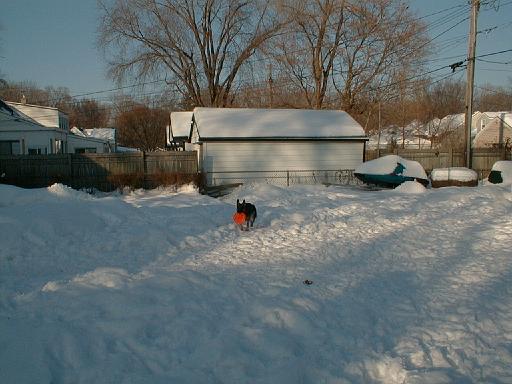 1999-01-17.schone.winter.backyard.3.redford.mi.us 