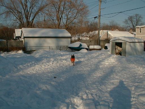 1999-01-17.schone.winter.backyard.4.redford.mi.us 