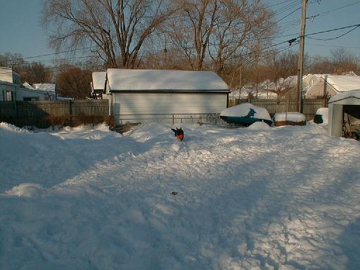 1999-01-17.schone.winter.backyard.6.redford.mi.us 