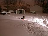 1999-01-04.schone.winter.backyard.2.redford.mi.us.jpg