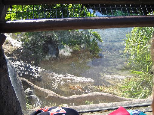 2004-12-27.alligator.1.busch_gardens.tampa.fl.us 