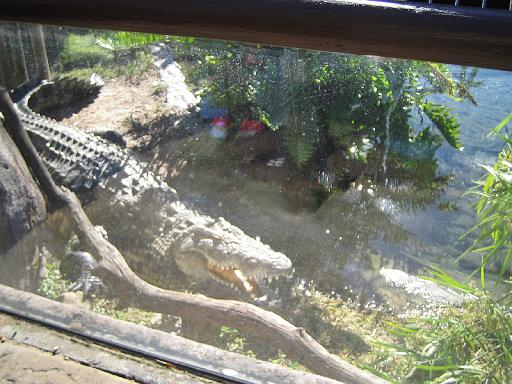 2004-12-27.alligator.2.busch_gardens.tampa.fl.us 