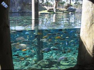 2004-12-27.fish.busch_gardens.video.320x240-3.2meg.tampa.fl.us 