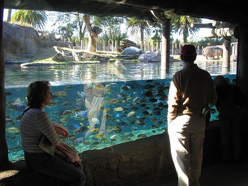 2004-12-27.fish.hippo.1.busch_gardens.tampa.fl.us 