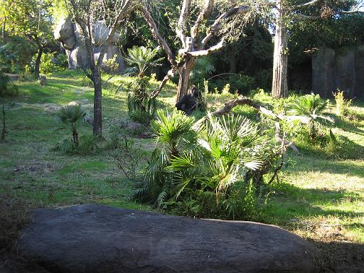 2004-12-27.gorilla.1.busch_gardens.tampa.fl.us 