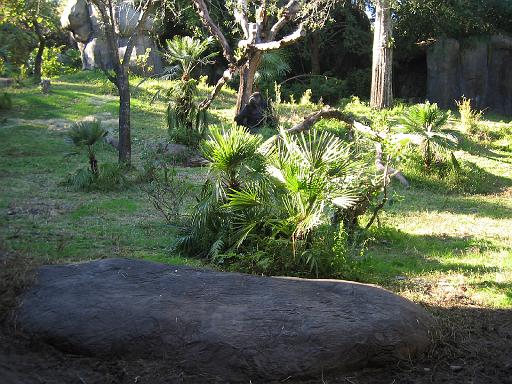2004-12-27.gorilla.2.busch_gardens.tampa.fl.us 
