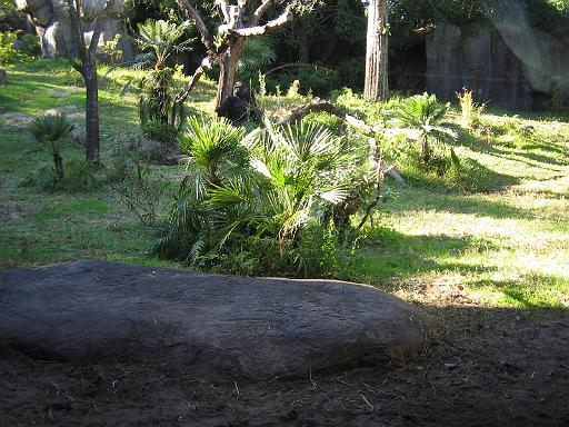 2004-12-27.gorilla.3.busch_gardens.tampa.fl.us 