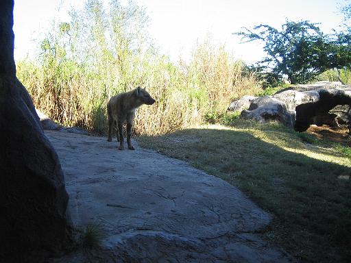 2004-12-27.hyena.1.busch_gardens.tampa.fl.us 