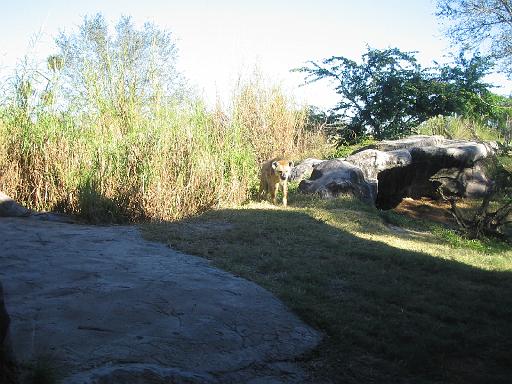 2004-12-27.hyena.2.busch_gardens.tampa.fl.us 