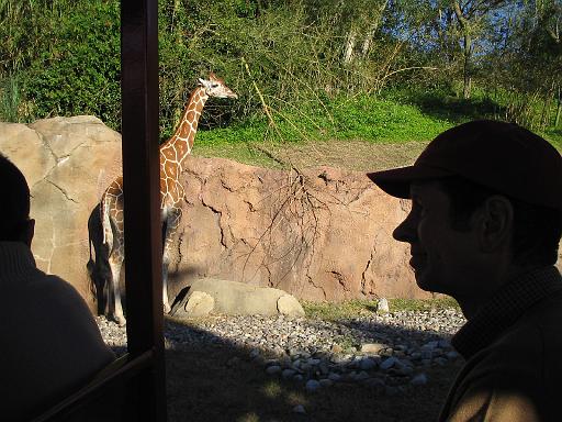 2004-12-27.safari_area.giraffe.1.busch_gardens.tampa.fl.us 