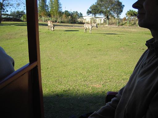 2004-12-27.safari_area.zebra.1.busch_gardens.tampa.fl.us 