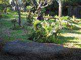 2004-12-27.gorilla.2.busch_gardens.tampa.fl.us.jpg
