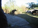 2004-12-27.hyena.1.busch_gardens.tampa.fl.us.jpg