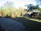 2004-12-27.hyena.2.busch_gardens.tampa.fl.us.jpg