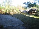 2004-12-27.hyena.3.busch_gardens.tampa.fl.us.jpg
