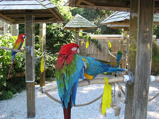2006-12-27.bird.posing.macaws.1.jungle_gardens.sarasota.fl.us 