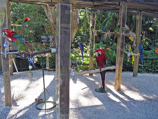 2006-12-27.bird.posing.macaws.2.jungle_gardens.sarasota.fl.us 