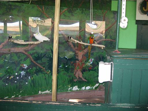 2006-12-27.bird_show.bird.1.jungle_gardens.sarasota.fl.us 