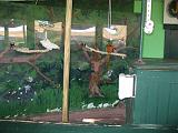 2006-12-27.bird_show.bird.1.jungle_gardens.sarasota.fl.us.jpg
