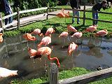 2006-12-27.flamingos.1.jungle_gardens.sarasota.fl.us