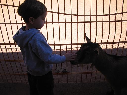 2006-10-24.petting_zoo.matthew.1.animal_kingdom.orlando.fl.us 