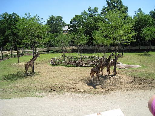 2008-06-30.zoo.01.giraffe.cincinnati_zoo.oh.us 