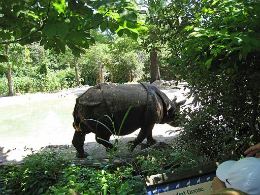 2008-06-30.zoo.13.rhino.cincinnati_zoo.oh.us 