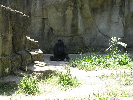 2008-06-30.zoo.15.gorilla.cincinnati_zoo.oh.us 